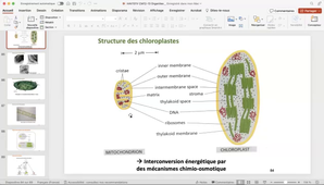 Fin CM HAV101V mitochondries et chloroplastes.mp4