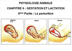 LICENCE DE BIOLOGIE Cours de Physiologie animale CHAPITRE 6 : GESTATION ET LACTATION 4ème Partie : La parturition