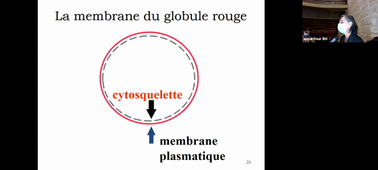 30/09/2021 13h30-15h30 MTP Anat Amphi 2 Nîmes DFGSM2 DFGSMa2 CM 5 Hémato aspects fondamentaux P. Aguilar Martinez