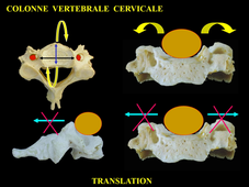 Colonne vertébrale - Anatomie générale, bases biomécaniques et vieillissement