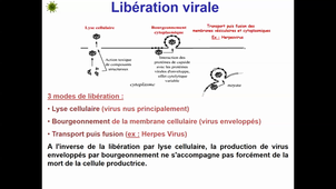 Cours 2 virologie L2