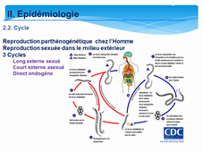 Partie_1_Nematodes_BERTOUT