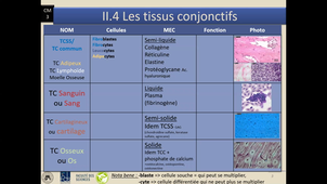 CM3 T Conj Part4-Tissus animaux