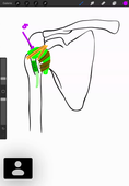 CM3 DFGSM2 appareil locomoteur arthrologie du MS Duraes m