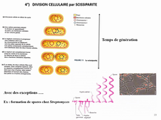 HLBE512 Cours Bacterio CM2 part 1 Mardi  22 sept 2020