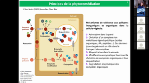 HLBE614 - CM Phytoremediation - Partie 1 - BBEC