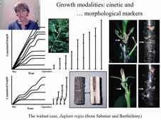 HBMA312 - Architecture des plantes