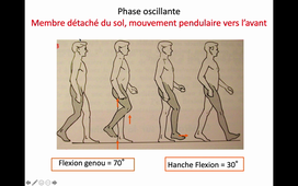 Appareil locomoteur : le Muscle (structures anatomiques, physiologie et moyens d'évaluation) et sur les Troubles de la marche - CM15 - Dr Feuvrier - DFGSM2