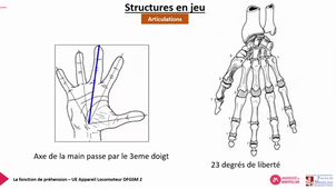 DFGSM2 UE Appareil locomoteur - La fonction de préhension - Camille Tanchoux