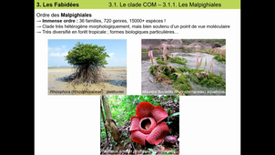 CM8_Eudicots4