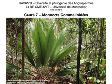 HAV617B 2022 - CM7 Monocots Commelinidées