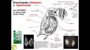 HAV408H_ Arthropodes Mandibulates Crustacés (2)