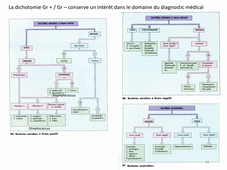 HLBE512 Cours Bacterio CM3 part 2 Mardi  29 sept 2020