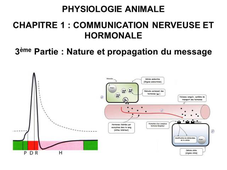 LICENCE DE BIOLOGIE Cours de Physiologie animale  CHAPITRE 1 : COMMUNICATION NERVEUSE ET HORMONALE  3ème Partie : Nature et propagation du message