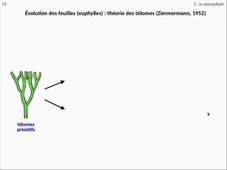 HLBE402-CM8 Lycopodiophytes et Polypodiophytes 2021