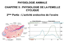 LICENCE DE BIOLOGIE Cours de Physiologie animale CHAPITRE 5 : PHYSIOLOGIE SEXUELLE DE LA FEMELLE CYCLIQUE 2ème Partie : L’activité endocrine de l’ovaire