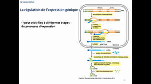 Cours du 13102020 - Transcription 2