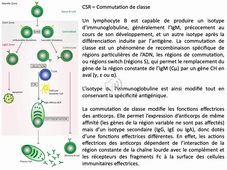 Lymphomagénèse B– Génomique et épigénomique pour étudier la tumorigénèse