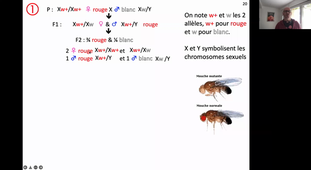 HAV210B Chap6 Génétique : Chromosomes, ADN, génétique moléculaire