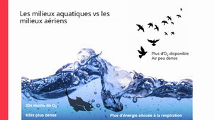 Cours Branchies de poissons.mp4