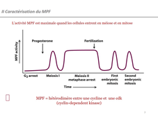 Cycle cellulaire 1/4