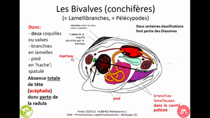 HAV408 Mollusques (1)