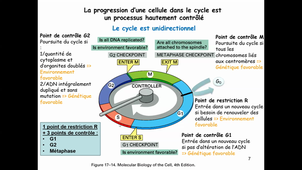 CM7 Bio Cell Part 1 Cycle cellulaire - CC et Mitose