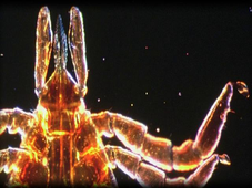 Diaporama : Au cœur du vivant : Explorations microscopiques