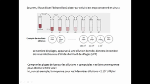 TD2 Virologie HLBI201_AS GOSSELIN