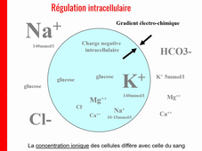 Cours Osmorégulation L2 Video 1 Concepts de base sur l'osmorégulation.mp4
