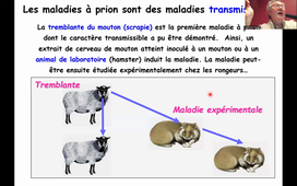 Les prions - Pr Sylvain Lehmann