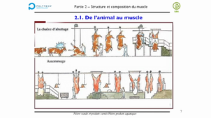 Chapitre II - Viande - Poisson - Support sonorisé 2