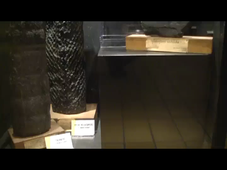Evolution des dinosaures aux OGM : l'exposition.