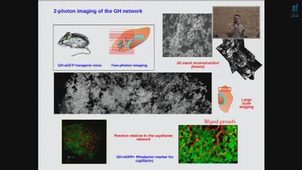 Metic - Modélisation des systèmes biologiques