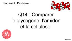 Chapitre 1 – Biochimie Q14 : Comparer le glycogène, l’amidon et la cellulose