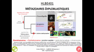 HLBE401_ Zoologie2021_Diploblastiques_Généralités