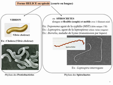 HLBE512 Cours Bacterio CM1 Lundi 21 sept 2020