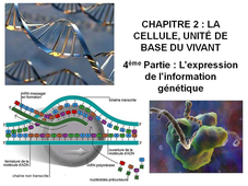DAEU B – Cours de Biologie Chapitre 2 – La cellule, unité de base du vivant 4ème Partie : L’expression de l’information génétique