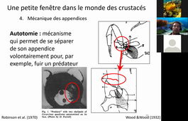 Cours T. Claverie - Morphologie, biomécanique et évolution des appendices de crustacés