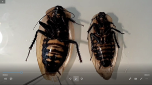 HAV408H - TP Zoologie - Eléments de morphologie d'un insecte, la blatte