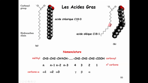 CM2 Bio Cell Les Lipides 2020_21