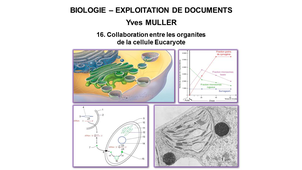 BIOLOGIE – EXPLOITATION DE DOCUMENTS : Organisation fonctionnelle de la cellule – 16ème Partie « Collaboration entre les organites de la cellule Eucaryote »