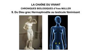 9. La Chaîne du Vivant - Chroniques Biologiques d’Yves Muller - Du Dieu grec Hermaphrodite au testicule féminisant