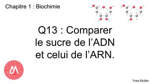 Chapitre 1 – Biochimie Q13 : Comparer le sucre de l’ADN et celui de l’ARN