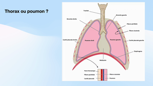DES échographie pulmonaire.mp4