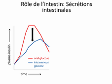 DFGSM3, UE nutrition_S1, CM régulation de la glycémie K.Lambert-Cordillac