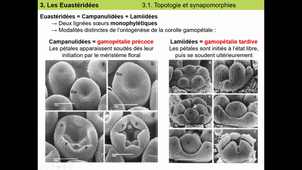 CM7_Eudicots3