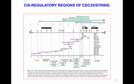 course M1 Developmental genetics week 48 lecture 1