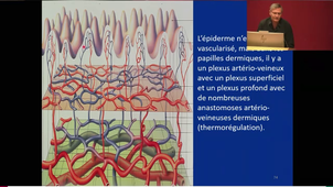 MMAA1 - Dr.Vergereau - La peau : histologie, physiologie - 31/03/2025