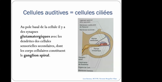 CM17 - Appareil neurosensoriel - Dr BARATEAU - 13/02/2024